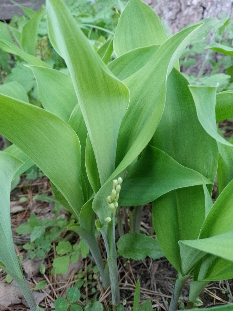 10 мая Ландыши скоро зацветут