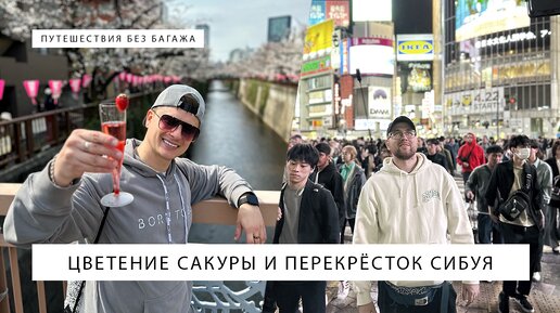 Цветение сакуры, перекрёсток Сибуя и обзор общественного туалета в Токио, Япония