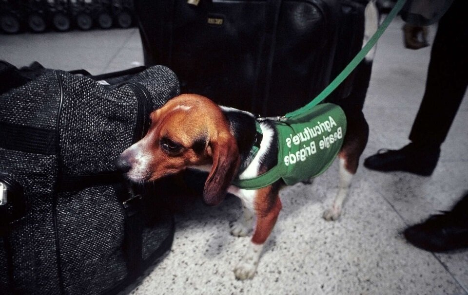 Этот песик следит за багажом