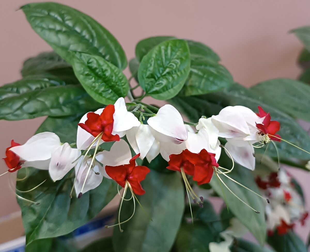    Клеродендрум