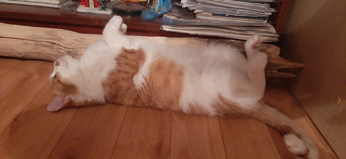 В обмороке)