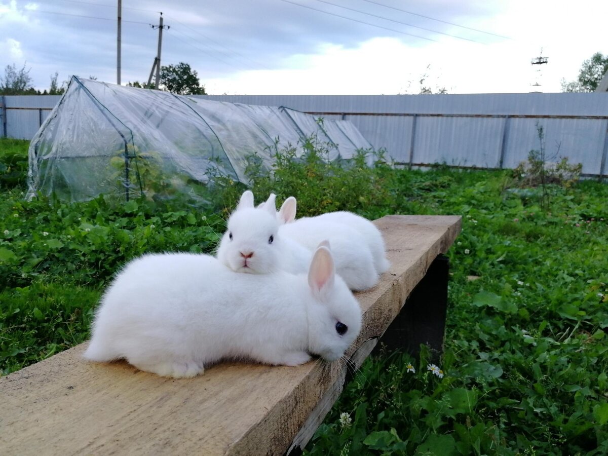 Кролики породы "Гермелин" уютно расположились на лавочке. Источник: ЯндексКартинки