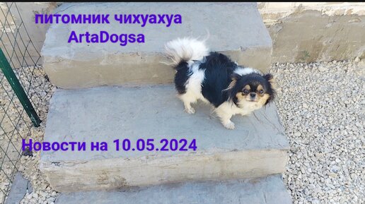 Новости питомника собак чихуахуа ArtaDogsa #chihuahua #чихуахуа #щенки #питомник собак