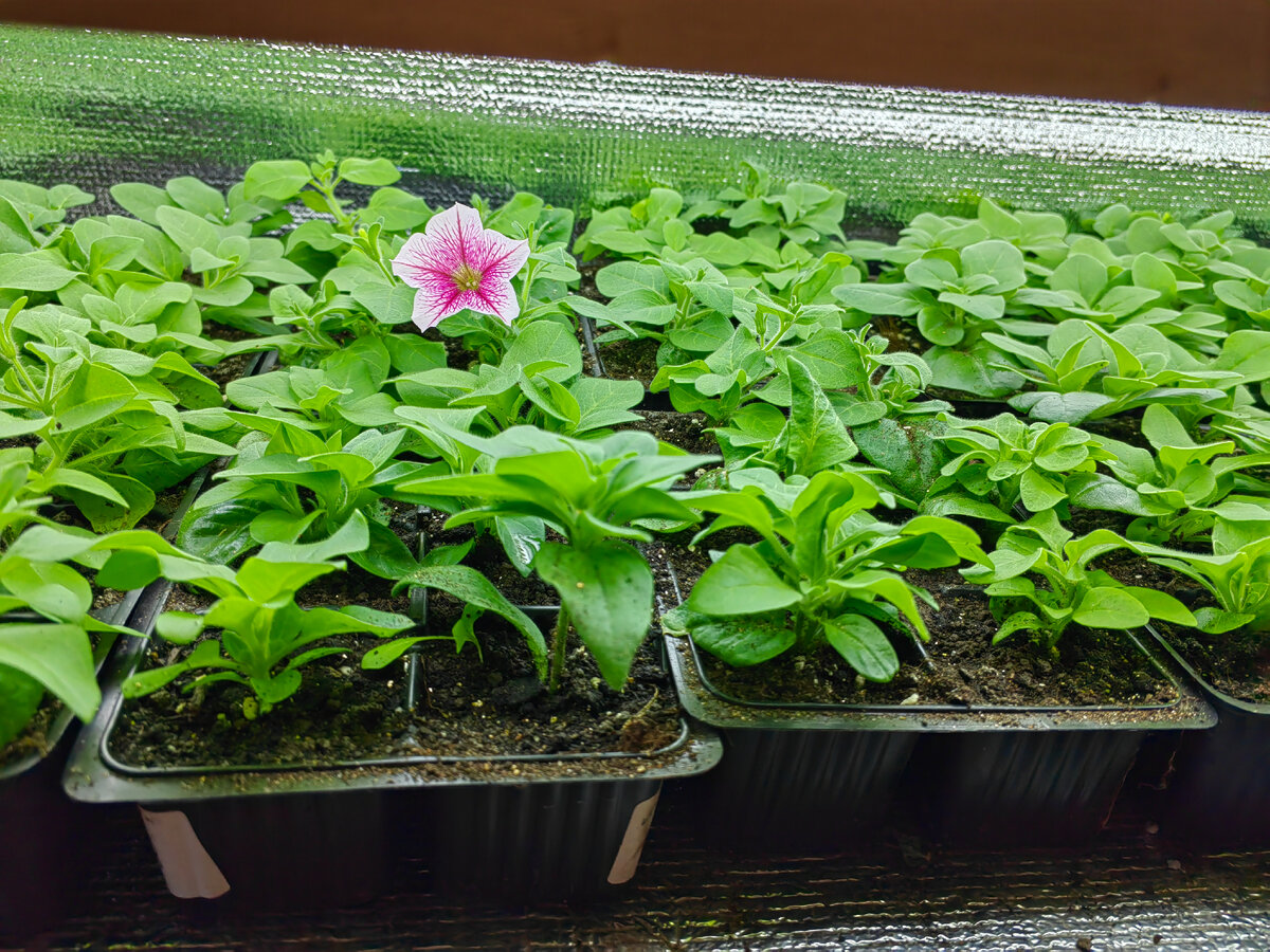 Черенки после пересадки по одному в кассеты (из общей ёмкости). 