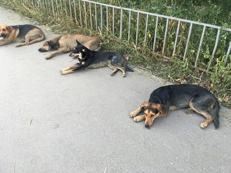     Фото: Сергей Климушев