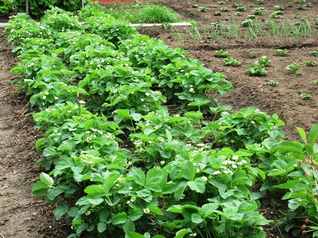 Чтобы клубника не жировала, а имела много цветоносов, как подкармливаю ягодник в апреле - мае