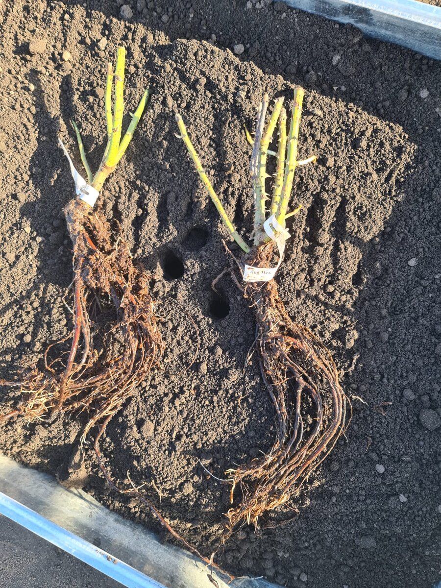 Чиппендэйл и Лия Меж