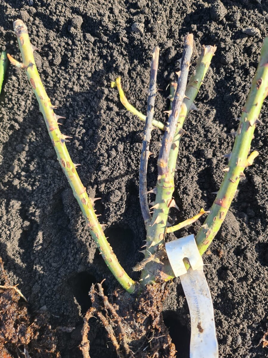 На этом фото хорошо заметны высохшие ветки