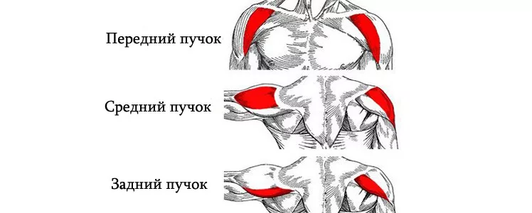 Источник фотографии: Яндекс картинки  