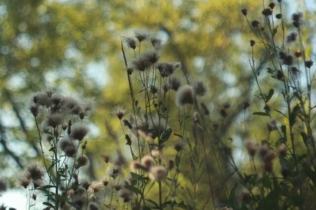    Как защитить растения от заморозков?