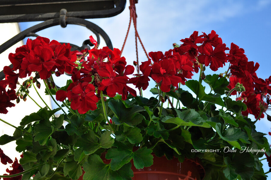 Пышноцветущая пеларгония очень эффектно смотрится в уличных горшках и кашпо