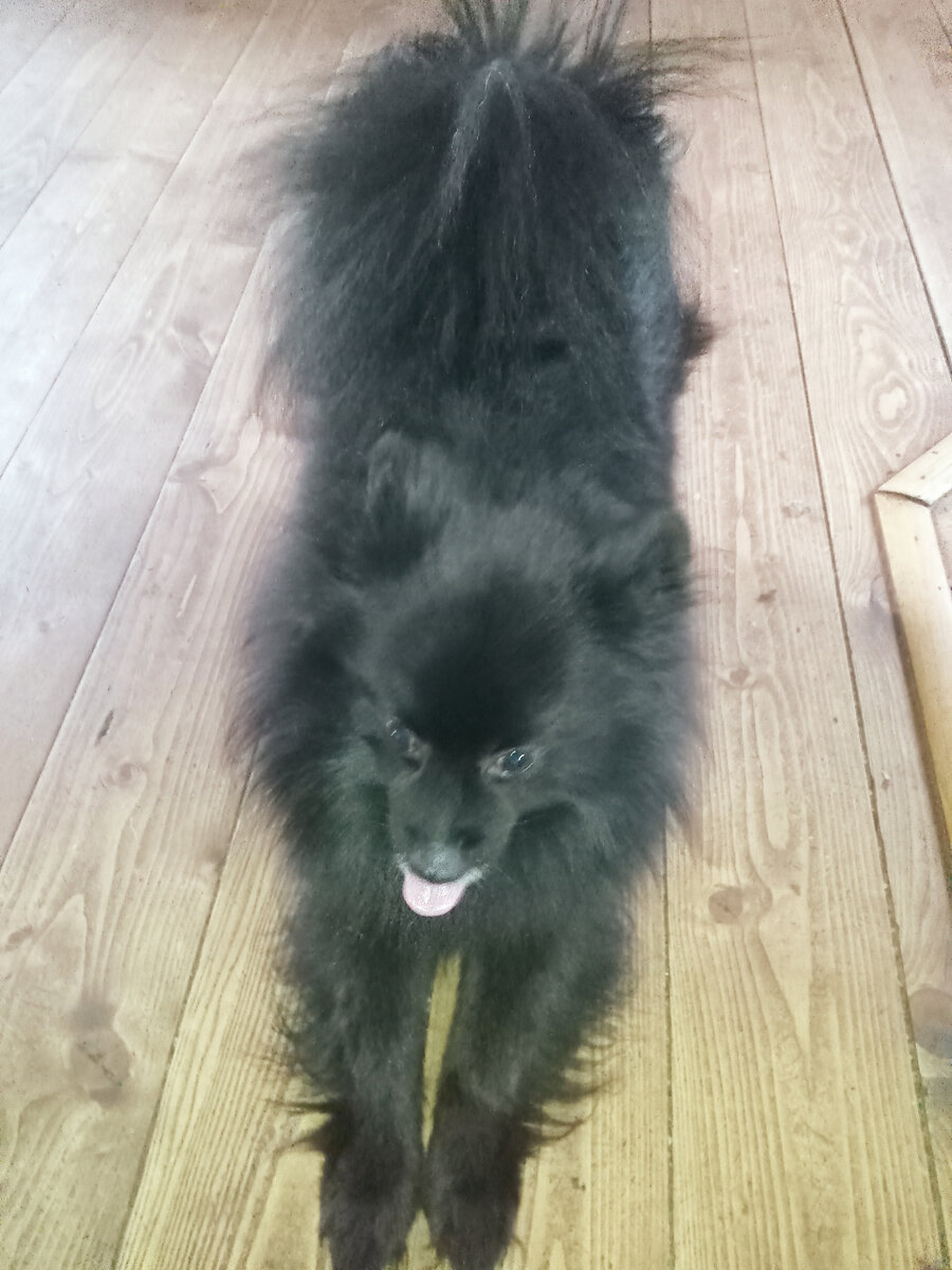 Главарь алабаев