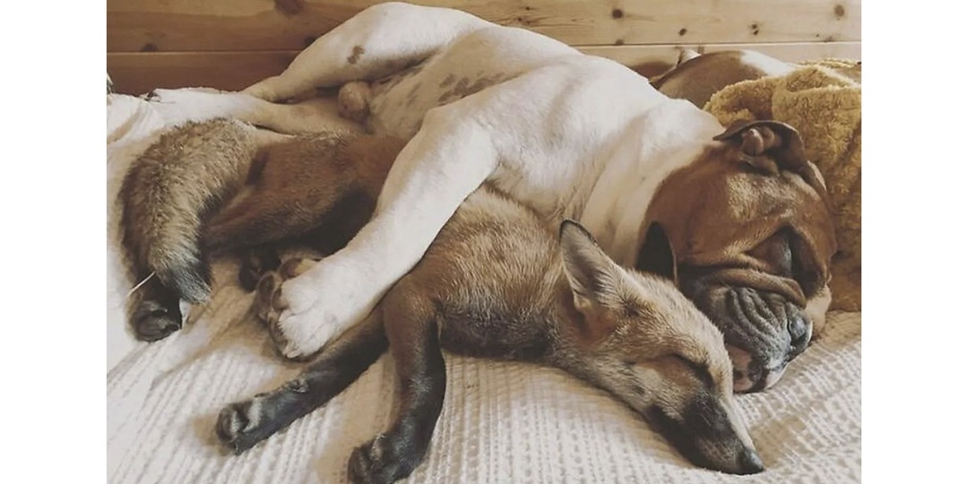 Собака выходила спасенного лисенка — и теперь они лучшие друзья