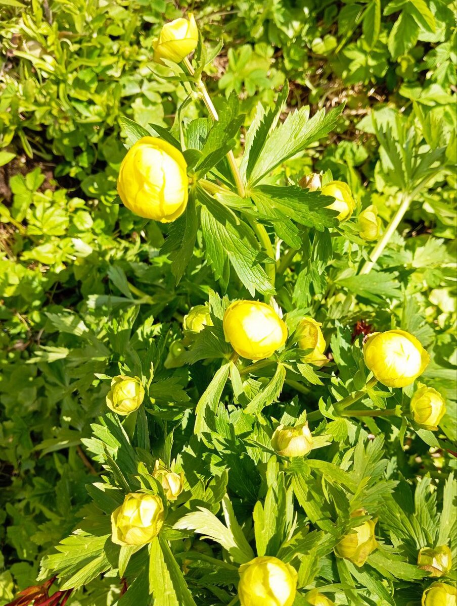 Купальница готова зацвести