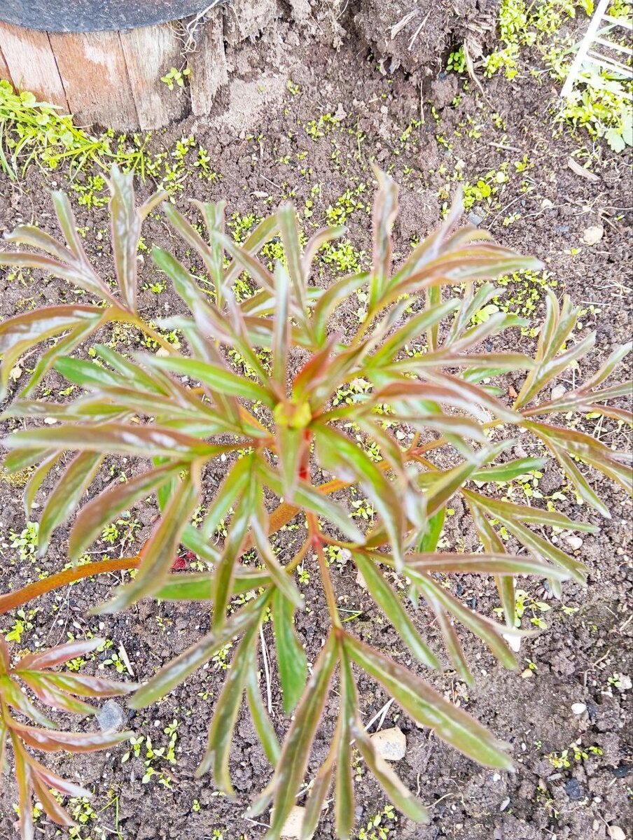 Получилось не очень чётко, но бутончик можно разглядеть