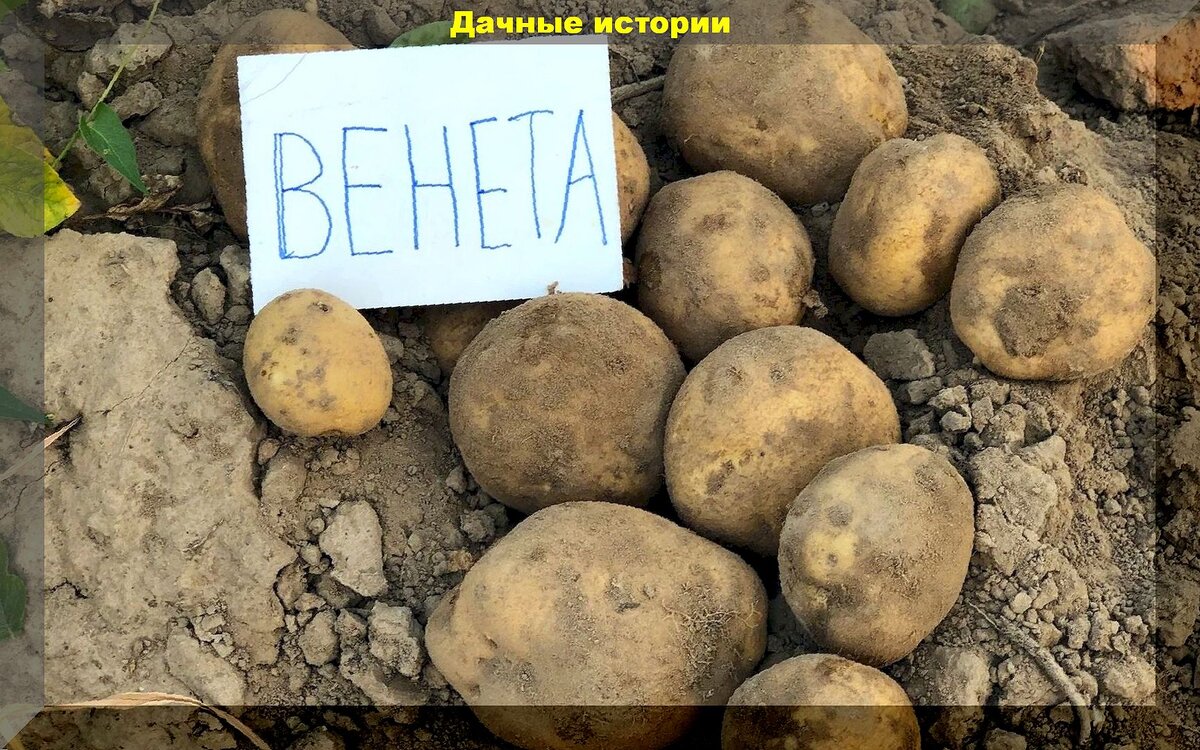 Посадка картофеля