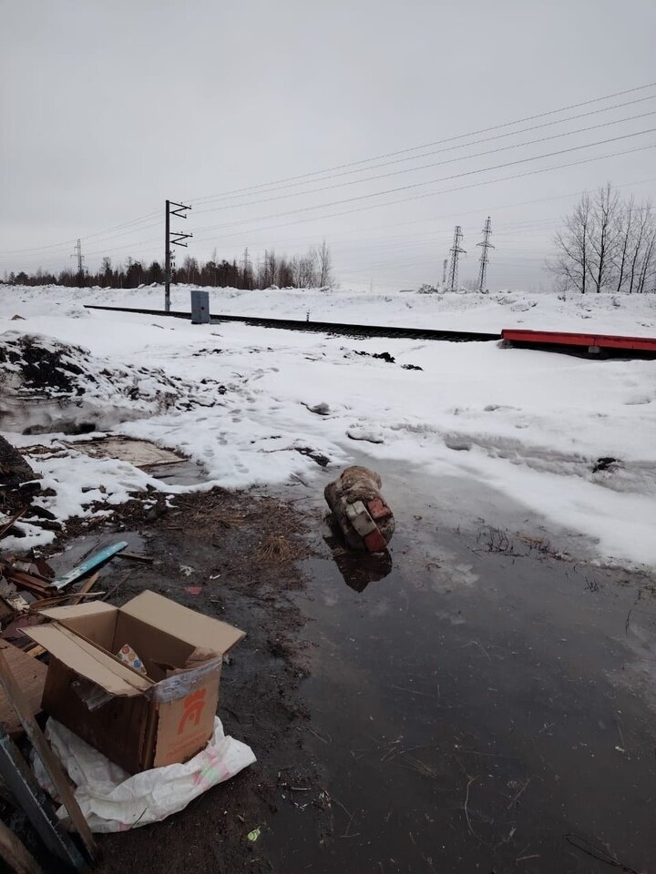     Фото: vk.com Помощь животным Ноябрьска