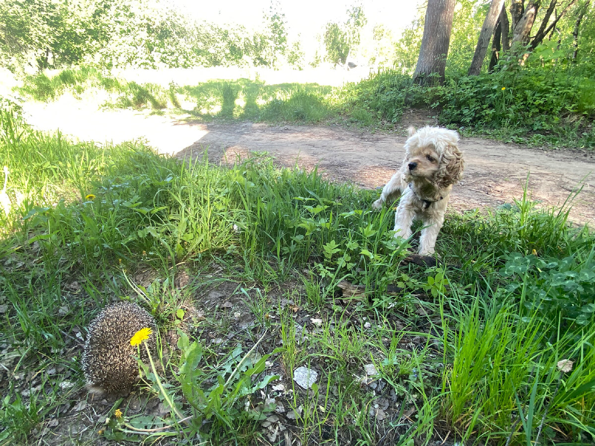 Это мой пес. Встретили ежа на прогулке