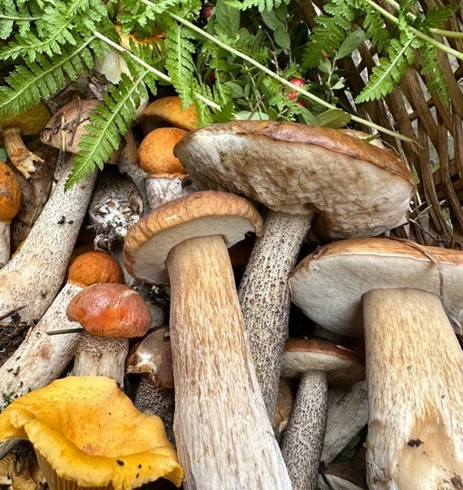 Пошли грибы - и мы за ними!