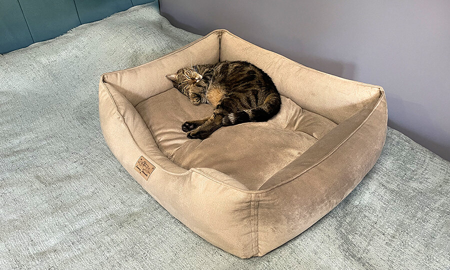 Киска Василиска. Фото: Морозова Вероника.