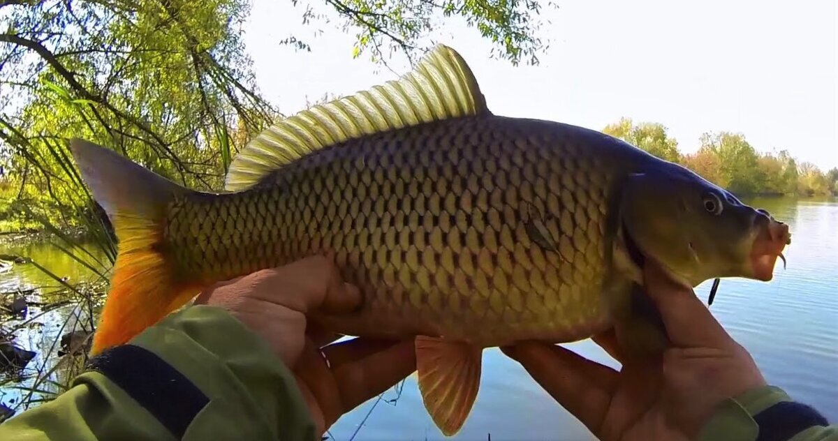 Непонятная история с карпами...