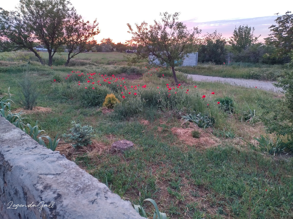 И маки за забором