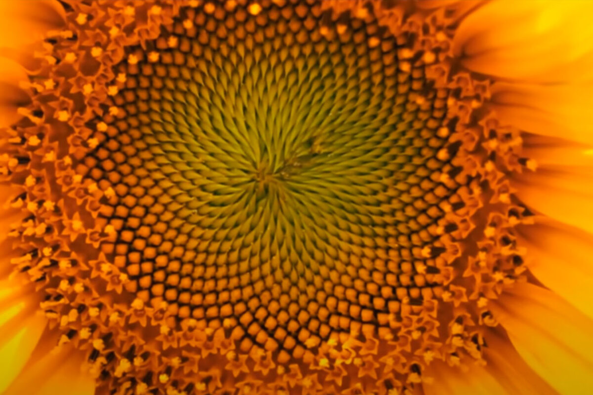 Количество «витков», необходимых для создания такого спиралевидного рисунка, равно… золотому сечению