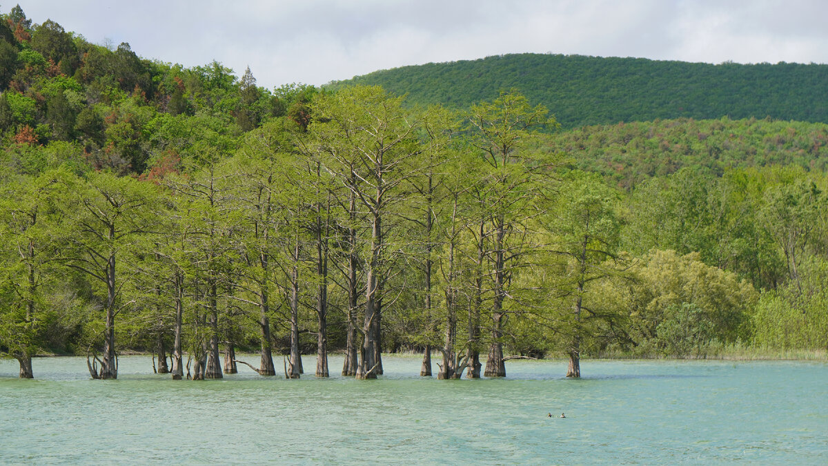 Болотные кипарисы