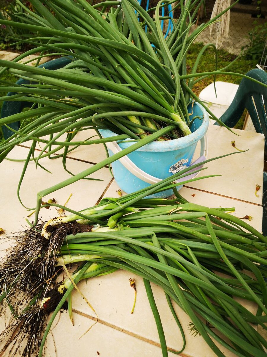 Зеленый лук под заморозку