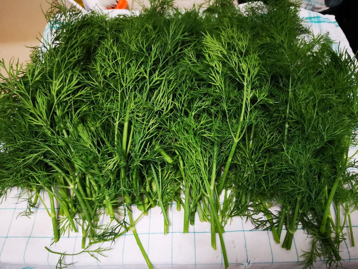 Урожай укропа под заморозку