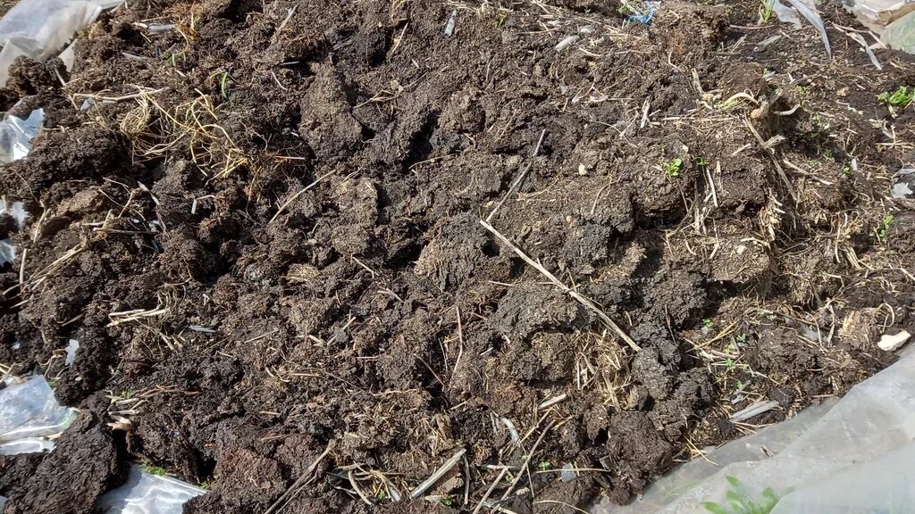 Перцы любят подкормку полностью перепревшим куриным пометом или навозом. 