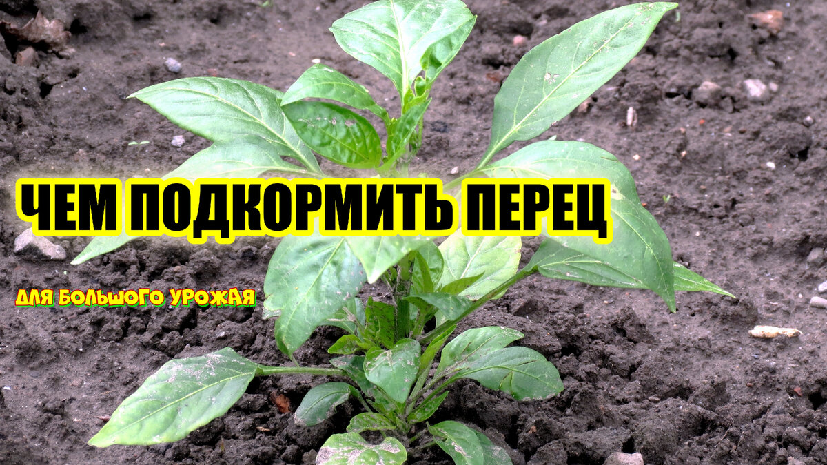 До сих пор огородники не определились с единым рецептом подкормки перцев в период пересадки на ПМЖ. 