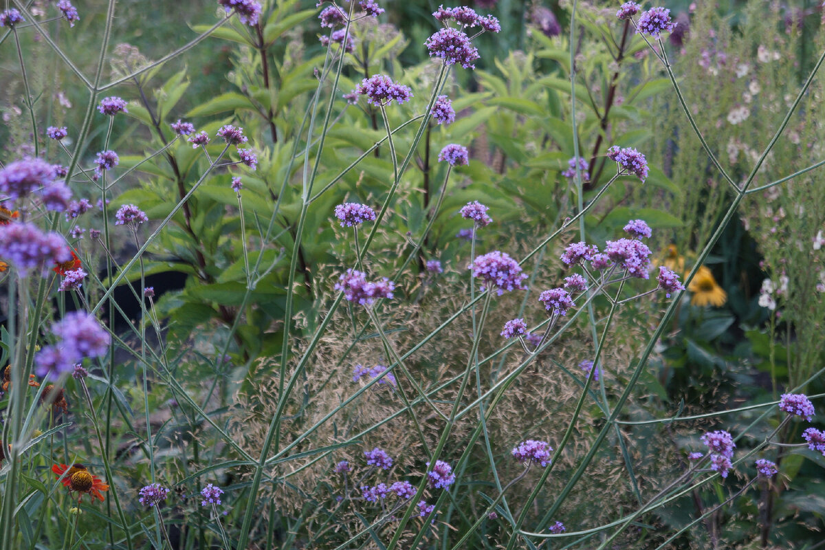 вербена бонарская