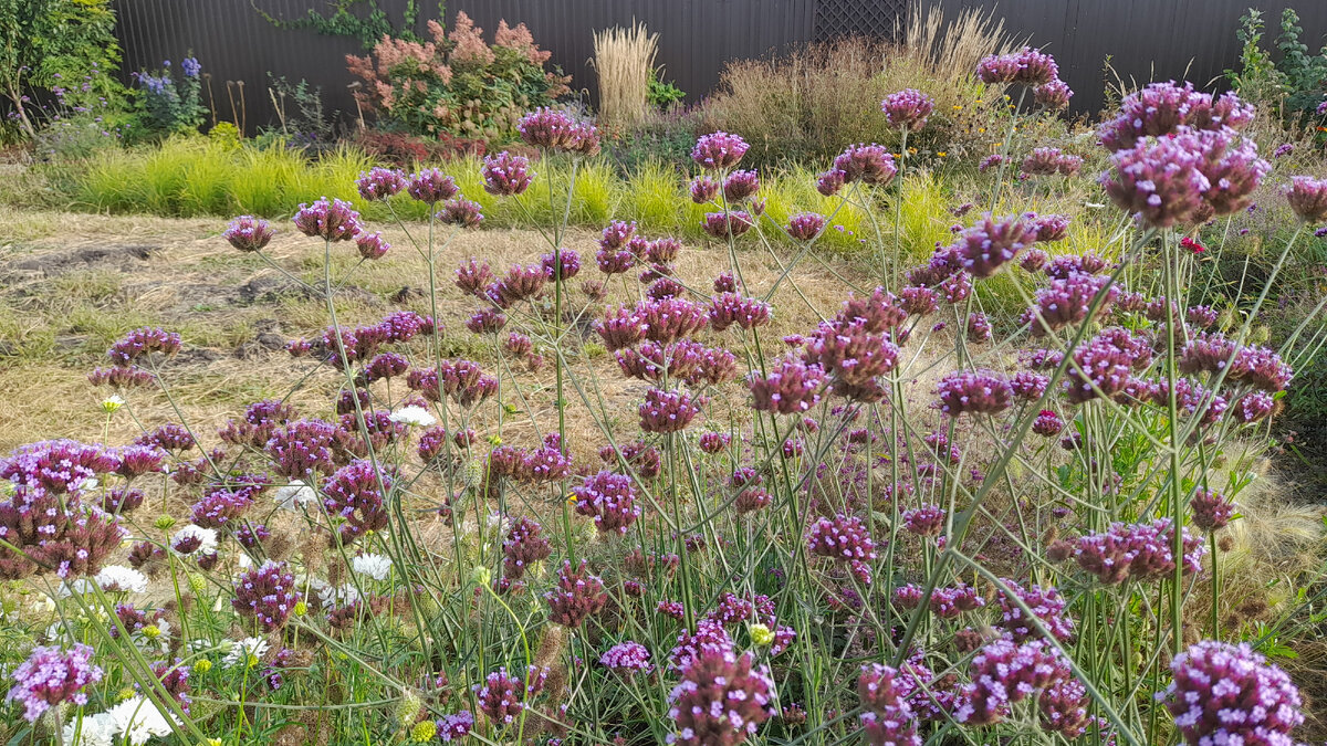 вербена бонарская осенью