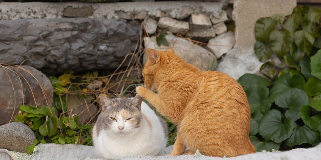 Эти фото поднимут настроение за минуту - 12 самых смешных фото кошек (2024 г.)