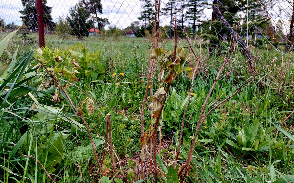 Три былинки от гортензии. Мороз убил всю листву