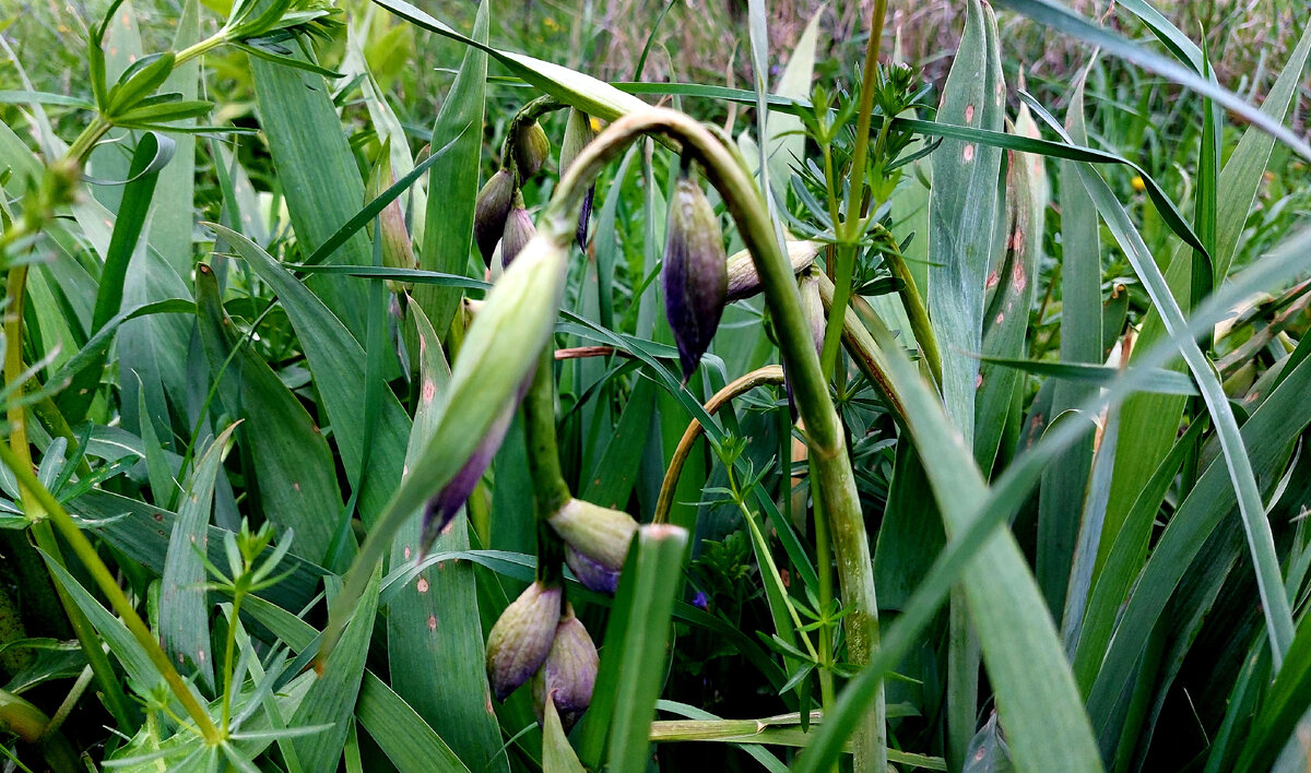 Ирисы склонили головы к земле. Можно сразу вырезать цветы. Цветения не будет 