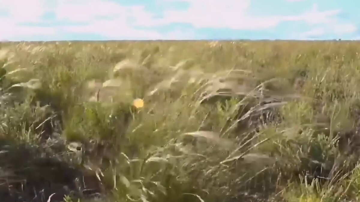 Степное море Оренбуржья: в социальных сетях появилось видео цветущего  ковыля | 56orb.ru | Дзен