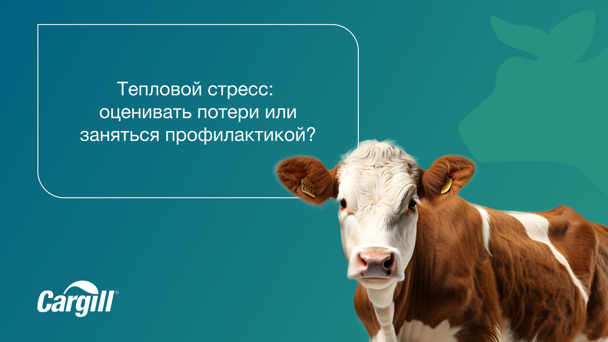 Тепловой стресс у коров – настоящее испытание для организма животных и экономики хозяйств.