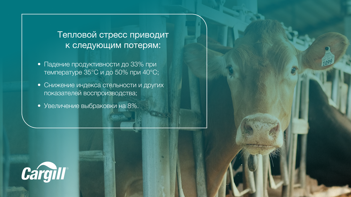 Тепловой стресс у коров – настоящее испытание для организма животных и экономики хозяйств.-2