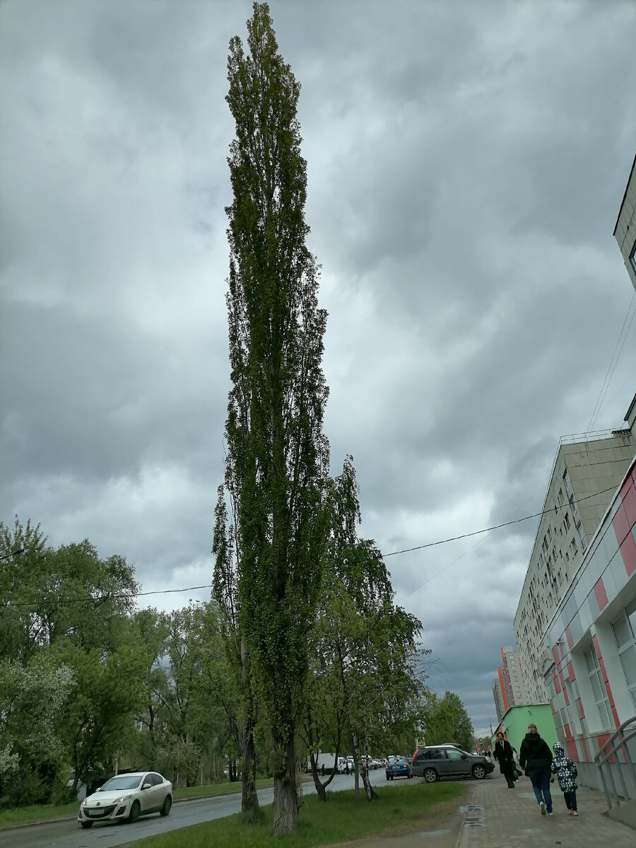 Тополь, подпирающий небо.