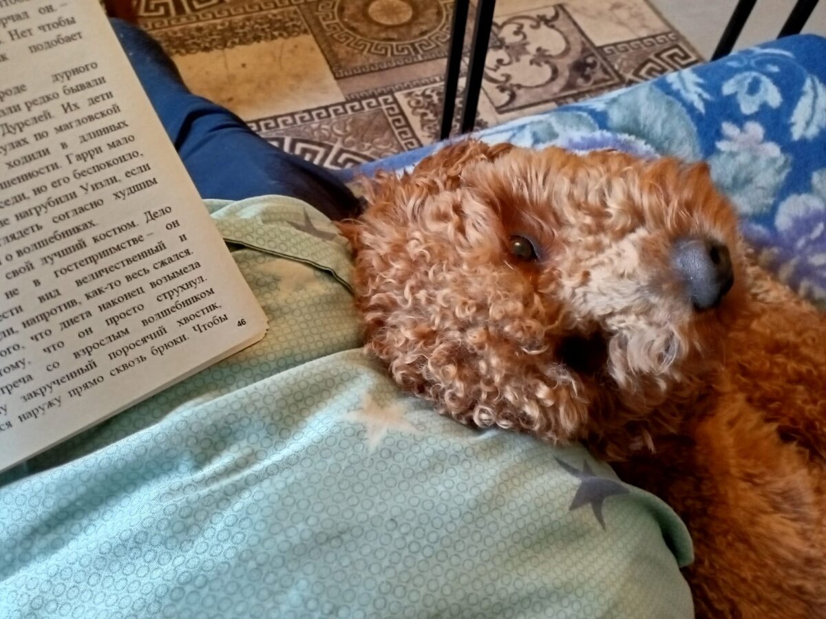 Румпель: - Когда уже ты мне внимания уделишь... 