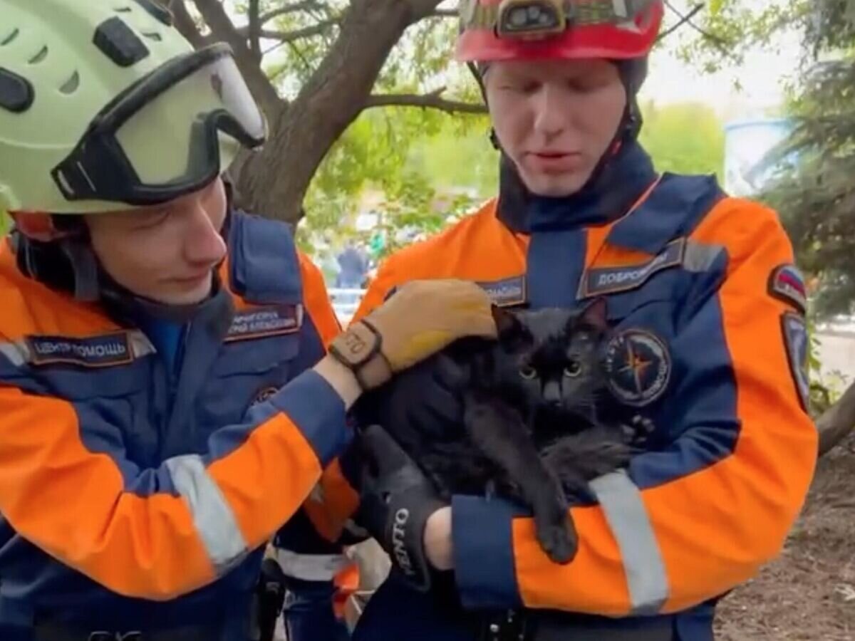    Уличного кота спасли из вольера с волками в Московском зоопарке© Светлана Акулова/Telegram
