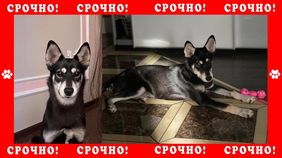 Краснодар, пропала собака дворняжка