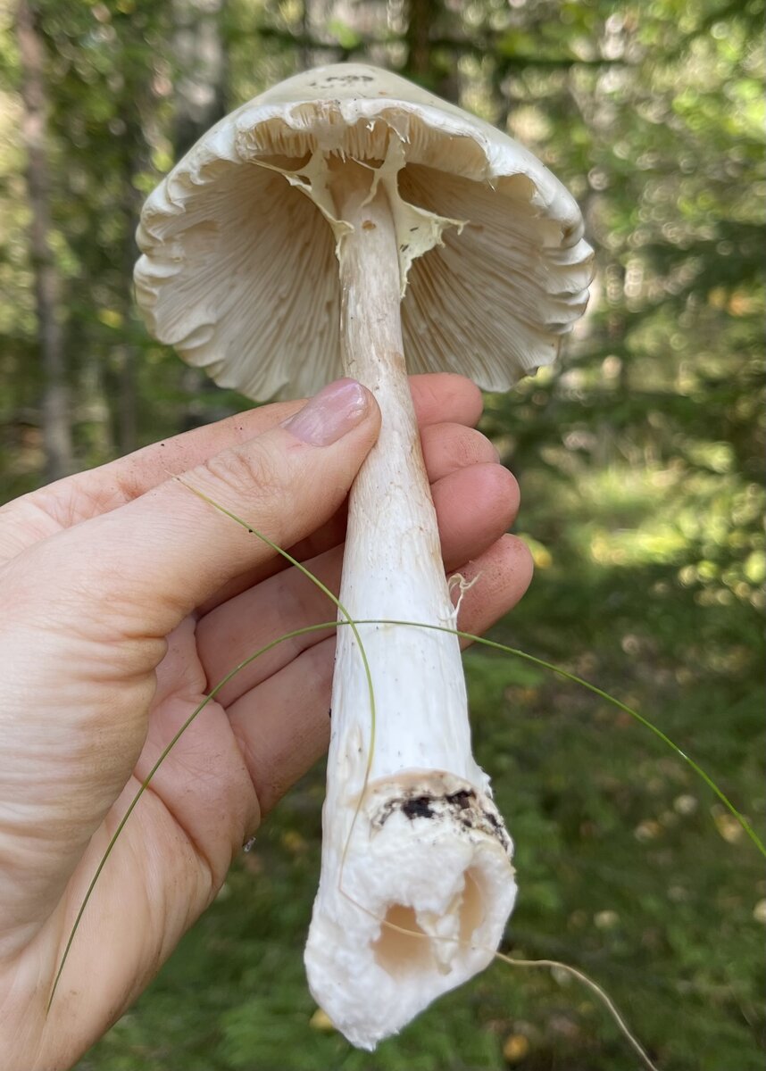 Мухомор вонючий (Amanita virosa).