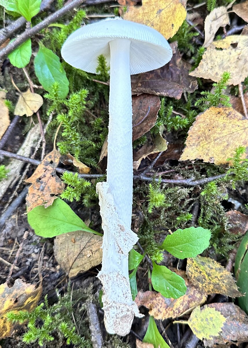 Поплавок белый (Amanita vaginata var. alba).