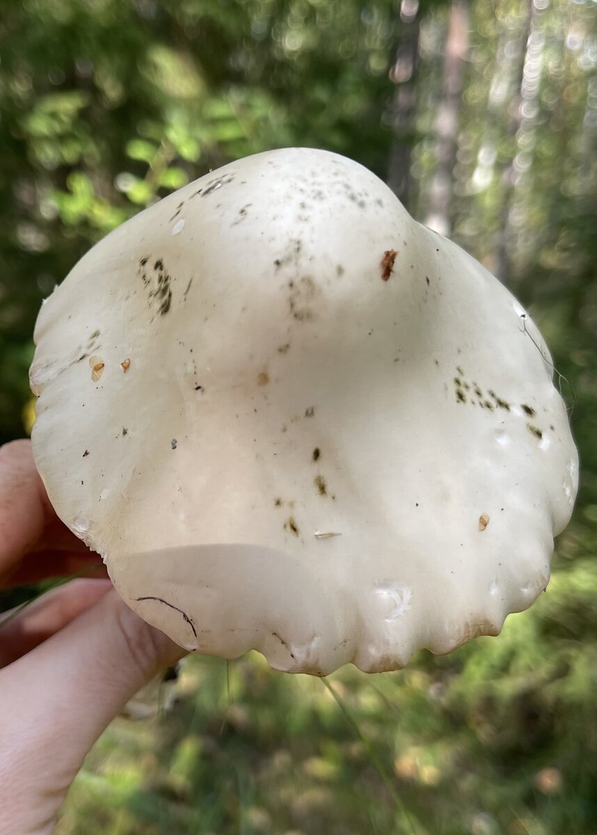 Мухомор вонючий (Amanita virosa).