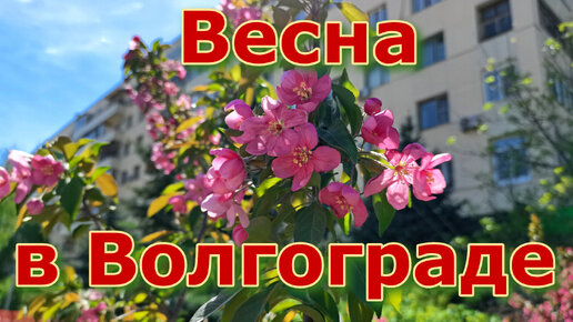 Волгоград. Весенняя прогулка по городу. Апрель. Солнце.