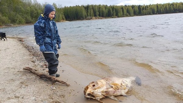   В Ивановской области на берег водохранилища выбросилась гигантская рыба