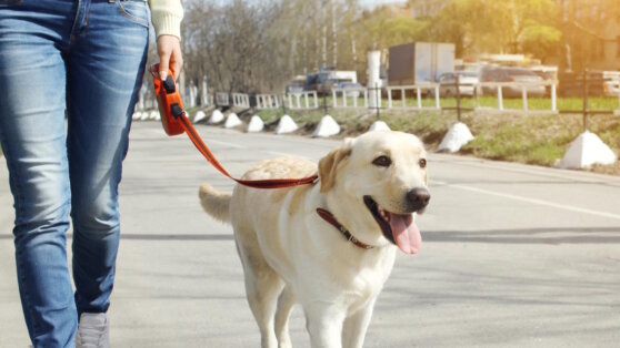    Правила ухода за домашними питомцами весной: советы ветеринара Богдан Герцен